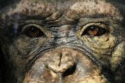 В Сколтехе назвали главное достижение в случае с чипированием обезьяны
