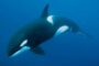 Santiment: Число «китовых» адресов токенов Aave заметно выросло