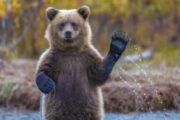 Пора ли уже говорить о наступлении «медвежьего» рынка биткоина?