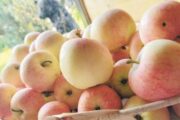 Цена яблок в России оказалась завышена в 350 раз