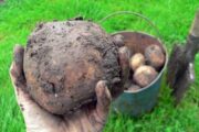 Зарплата россиян в картошке за год упала на четверть