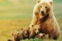 Макроаналитик Лин Олден ждёт медвежьего рынка для биткоина в 2022 году