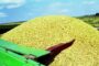 Россия вводит запрет на экспорт пшеницы: миру грозит рост цен